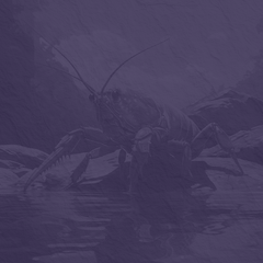 Clawhammer banjo Crawdad Song 