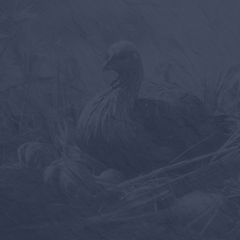 Guitar Turkey in the Straw 