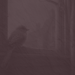 Clawhammer banjo I'll Fly Away 