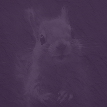 Clawhammer banjo  Clawhammer