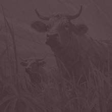 Banjo  Single String Style