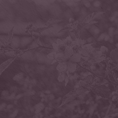 Banjo Blackberry Blossom 