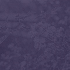 Banjo Blackberry Blossom 