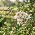 Blackberry Blossom