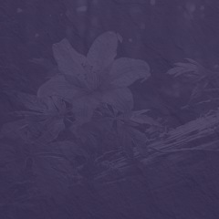 Banjo Wildwood Flower 