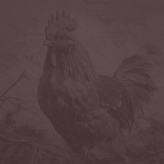 Mandolin Cluck Old Hen 
