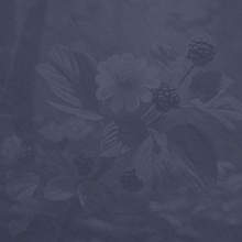 Banjo  Melodic Style