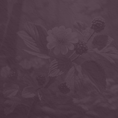 Banjo Blackberry Blossom 