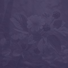 Banjo Blackberry Blossom 